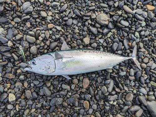 ソウダガツオの釣果