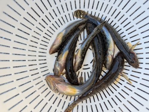 マハゼの釣果