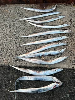 タチウオの釣果