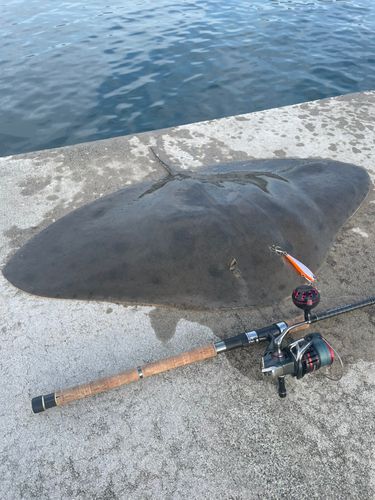 ツバクロエイの釣果