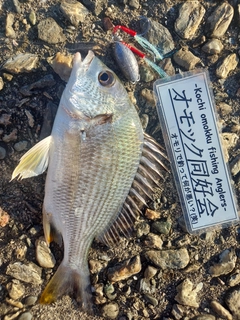 キビレの釣果