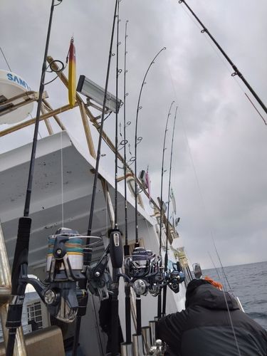 アラの釣果