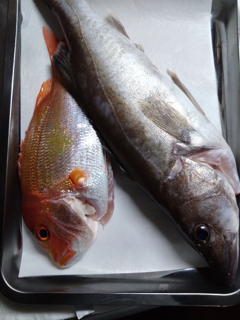 シーズさんの釣果 2枚目の画像