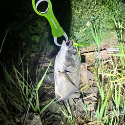 クロダイ
