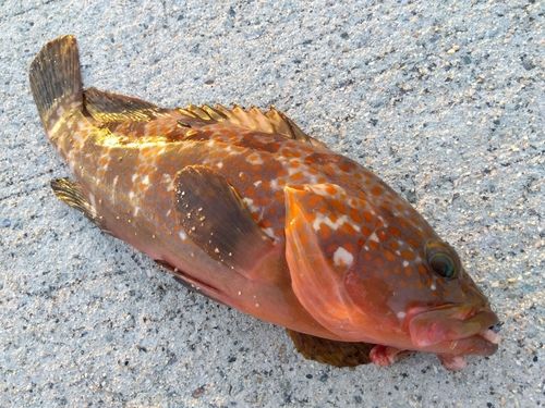 キジハタの釣果