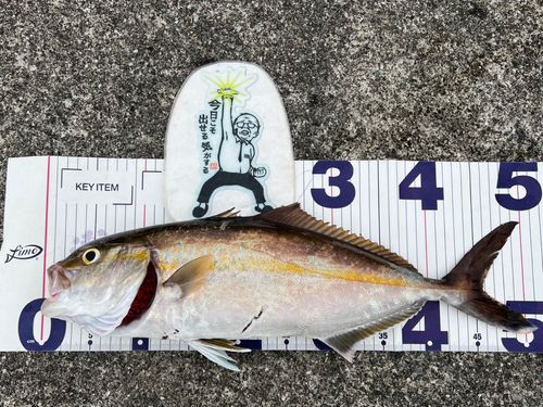 ショゴの釣果