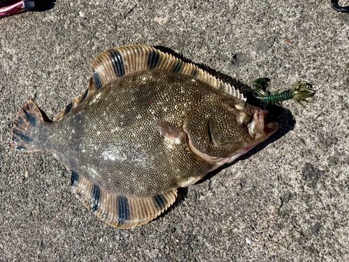 マツカワの釣果