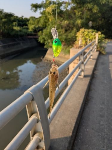 マハゼ