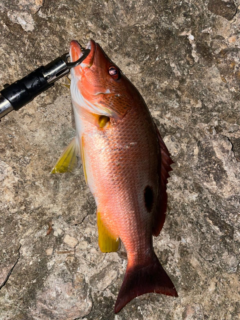 クロホシフエダイ