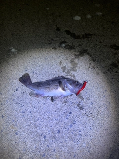 ソイの釣果