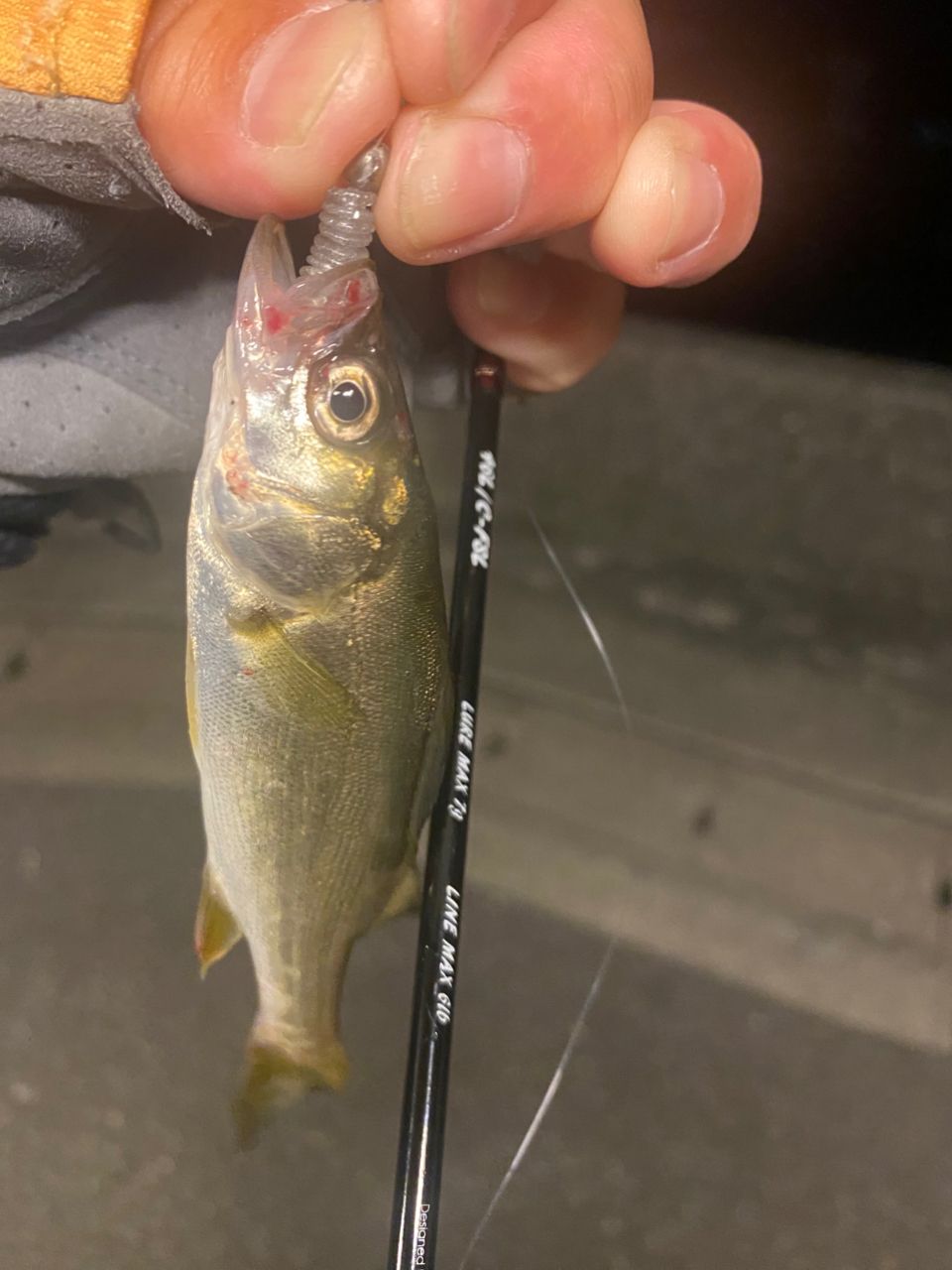 セイゴ（マルスズキ）