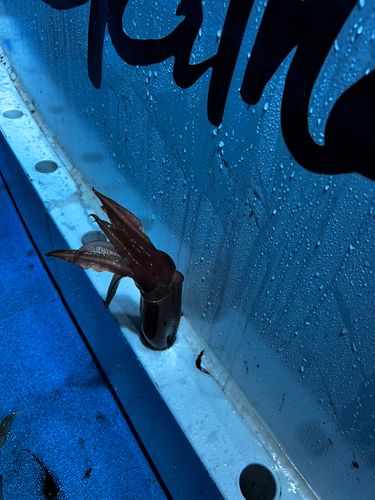 シロイカの釣果