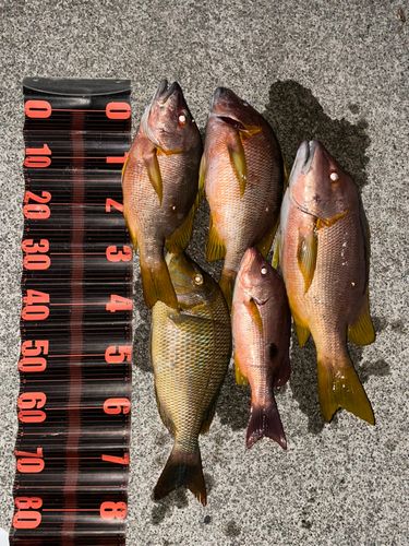 シブダイの釣果