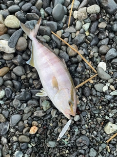 ショゴの釣果