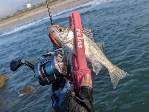 セイゴ（ヒラスズキ）の釣果