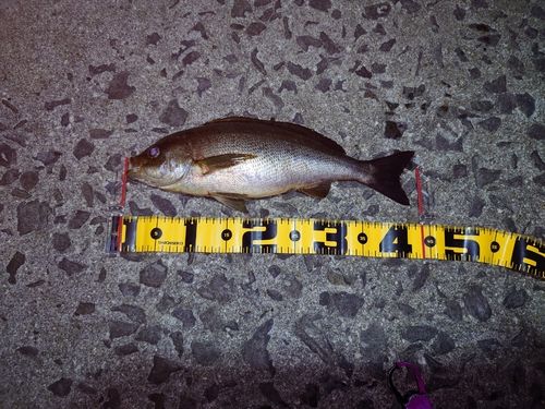 イサキの釣果