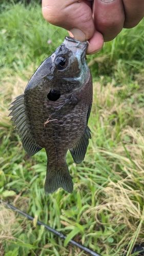 ブルーギルの釣果