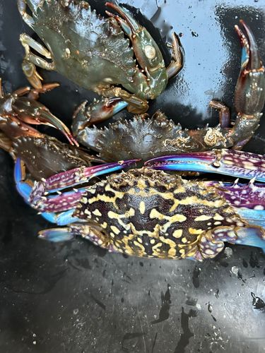 タイワンガザミの釣果