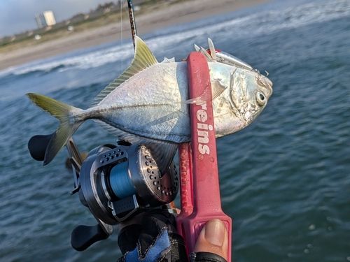 メッキの釣果