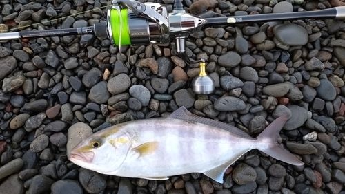 ネイリの釣果