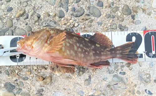 カサゴの釣果