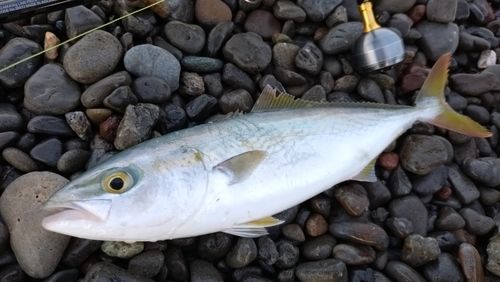 ワカナゴの釣果