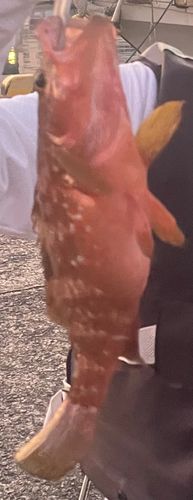 キジハタの釣果