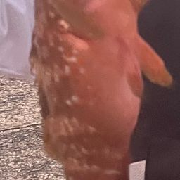 キジハタ