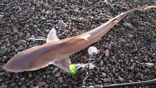 サメの釣果