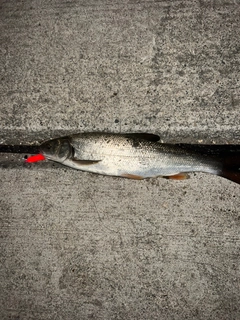 ボラの釣果