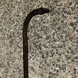 ホタテウミヘビ