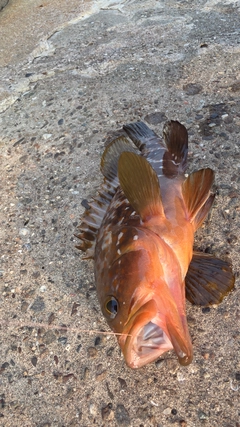 アコウの釣果