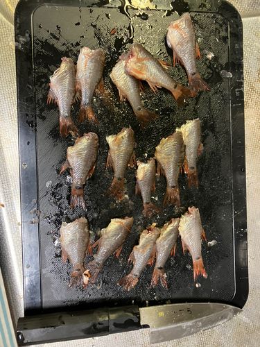 ネンブツダイの釣果