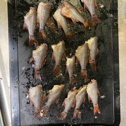 ネンブツダイ