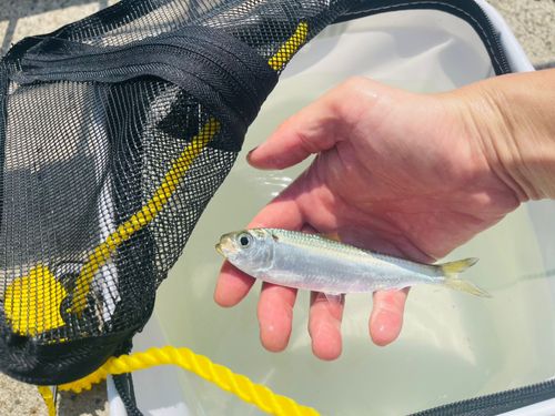 サッパの釣果