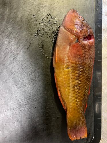 ホシササノハベラの釣果