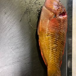 ホシササノハベラ