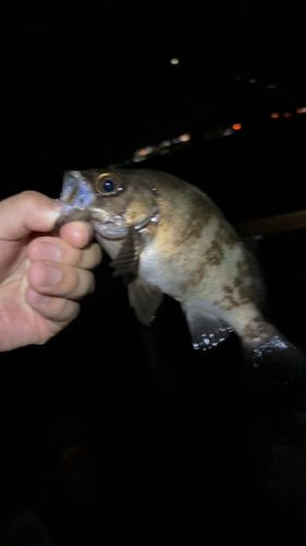 クロメバルの釣果
