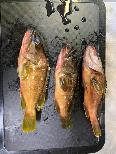 キジハタの釣果