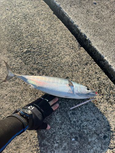 ハガツオの釣果