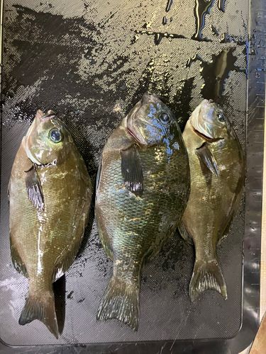 グレの釣果