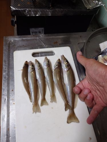 キスの釣果