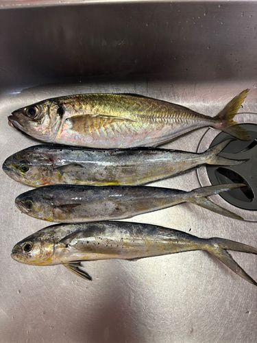 マアジの釣果