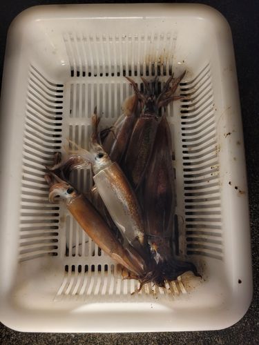 スルメイカの釣果