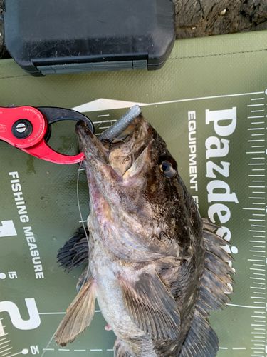 ベッコウゾイの釣果