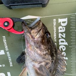 ベッコウゾイ