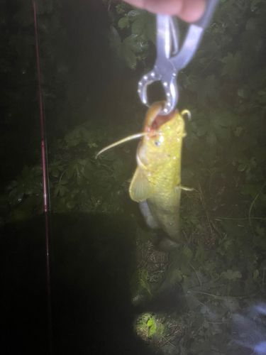 ナマズの釣果