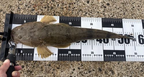 マゴチの釣果