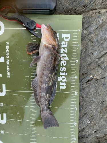 アイナメの釣果