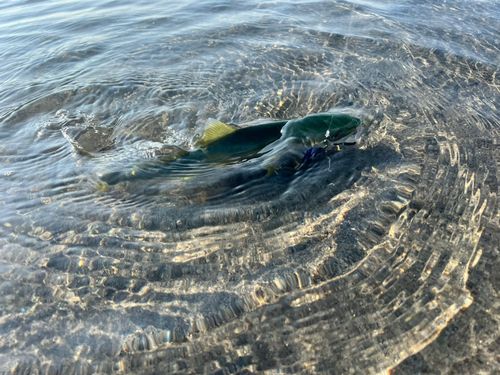 ワカシの釣果